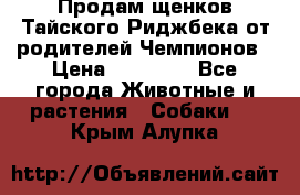 Продам щенков Тайского Риджбека от родителей Чемпионов › Цена ­ 30 000 - Все города Животные и растения » Собаки   . Крым,Алупка